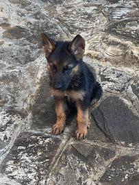 Cucciola pastore tedesco