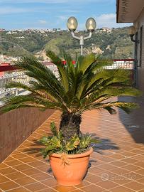 Cycas grandi con figli
