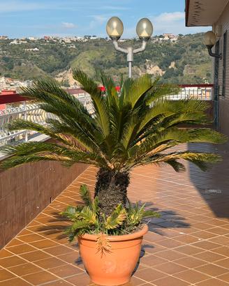 Cycas grandi con figli