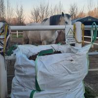 Stallatico di cavallo puro