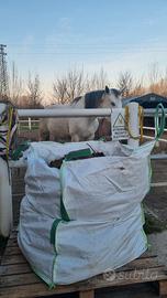 Stallatico di cavallo puro