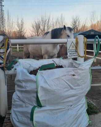 Stallatico di cavallo puro