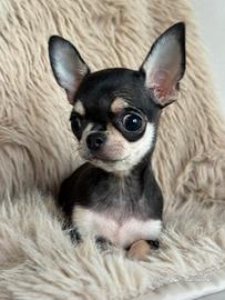 Chihuahua femmina mini