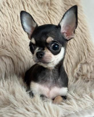 Chihuahua femmina mini