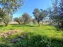 ter-agricolo-a-venafro