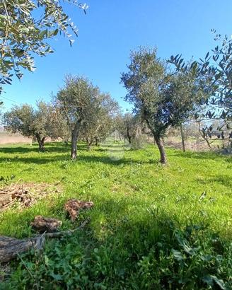 TER. AGRICOLO A VENAFRO