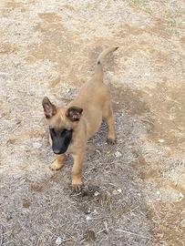 cucciolo di pastore belga malinois