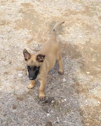 cucciolo di pastore belga malinois