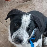 Cuccioli di Border Collie