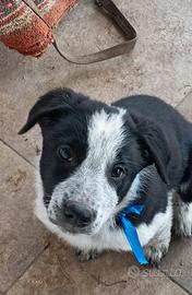 Cuccioli di Border Collie