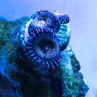 Talee e frag di coralli molli