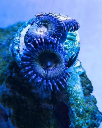 Talee e frag di coralli molli