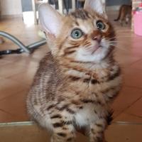 Cuccioli di gatto Bengala