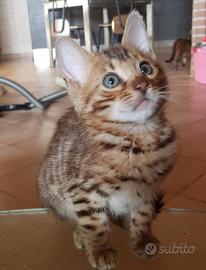 Cuccioli di gatto Bengala