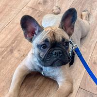 Bulldog francese per monta