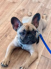 Bulldog francese per monta