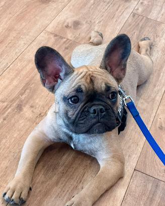 Bulldog francese per monta