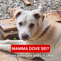 July: cucciola taglia media, vivace e socievole