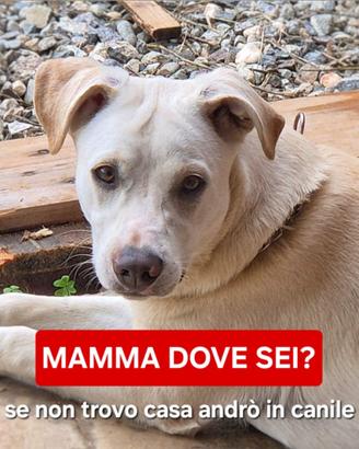 July: cucciola taglia media, vivace e socievole