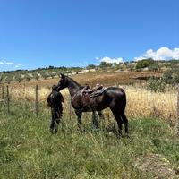 Cavalla molto brava, adatta a principianti