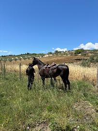Cavalla molto brava, adatta a principianti