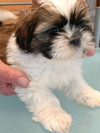 Shih tzu