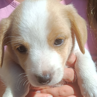 Cuccioli jeck russell