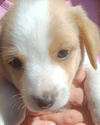 Cuccioli jeck russell