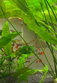 Pesce Guppy acquario