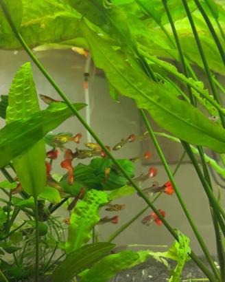 Pesce Guppy acquario
