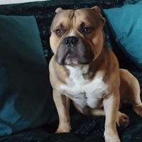 American bully pocket per monta