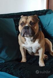 American bully pocket per monta