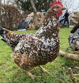 Gallina suedoise a fleur