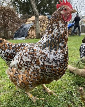 Gallina suedoise a fleur