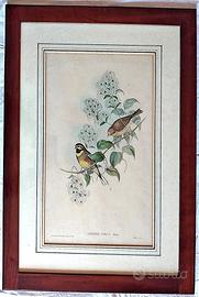 “EMBERIZA CIRLUS, Linn.” J. Gould e H.C. Richter