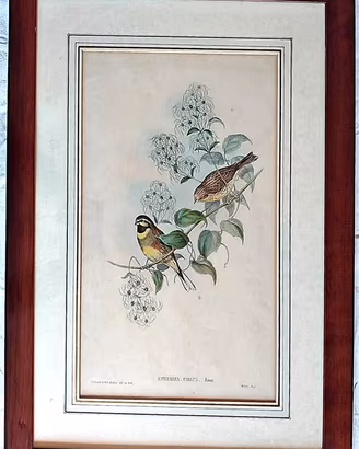 “EMBERIZA CIRLUS, Linn.” J. Gould e H.C. Richter