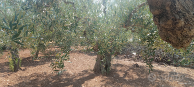 Terreno 556mq a Valenzano