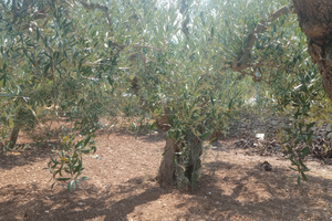 Terreno 556mq a Valenzano