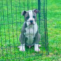 Amstaff blu occhi blu pedigree enci