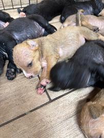 Pitbull amstaff