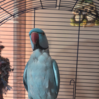 Pappagallo parrocchetto