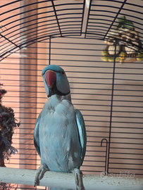 Pappagallo parrocchetto