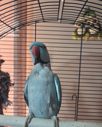 Pappagallo parrocchetto