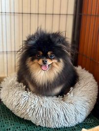 Spitz di Pomerania nana