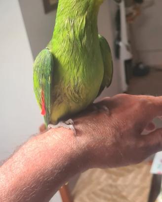 Parrocchetto ali cresimi allevato a mano