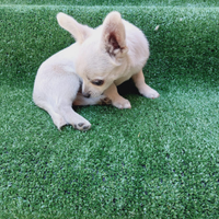 Chihuahua