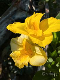 Canna indica fiorifera 10 pezzi.