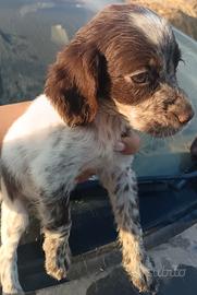 Cuccioli Di Setter inglese 