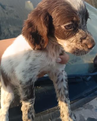 Cuccioli Di Setter inglese 