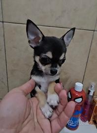 Chihuahua